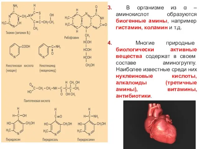 3. В организме из α – аминокислот образуются биогенные амины,