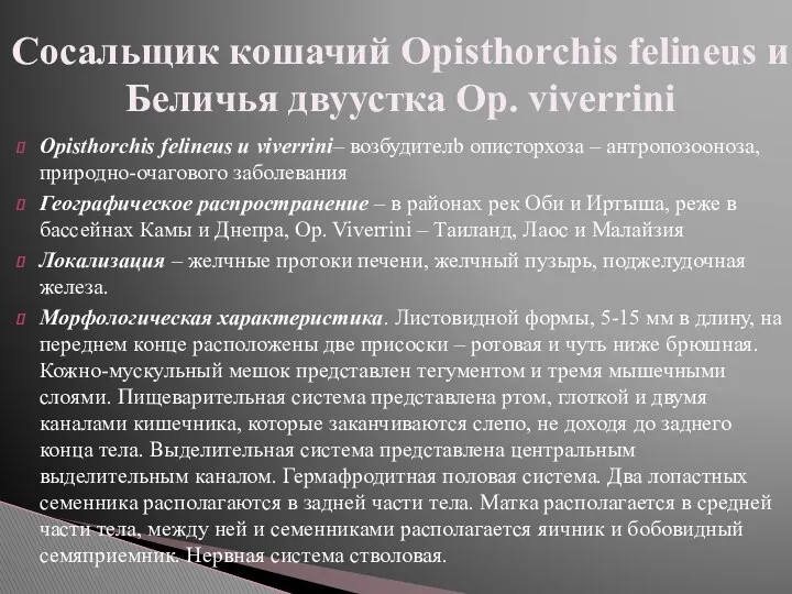 Opisthorchis felineus и viverrini– возбудителb описторхоза – антропозооноза, природно-очагового заболевания