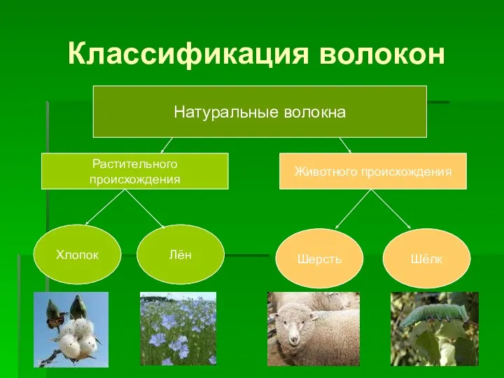Классификация волокон Натуральные волокна Растительного происхождения Животного происхождения Хлопок Лён Шерсть Шёлк