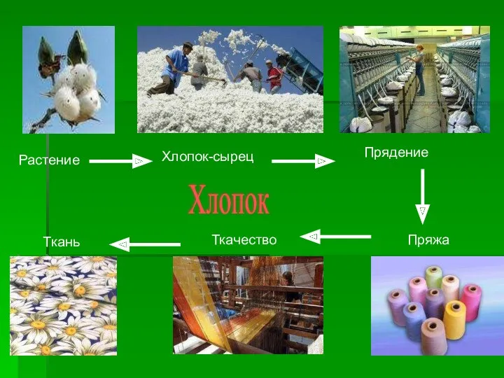 Растение Хлопок-сырец Прядение Пряжа Ткачество Ткань Хлопок