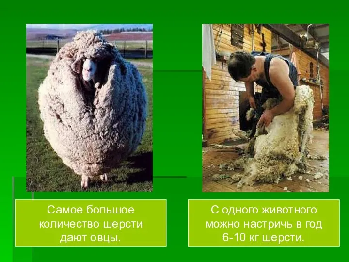 Самое большое количество шерсти дают овцы. С одного животного можно настричь в год 6-10 кг шерсти.