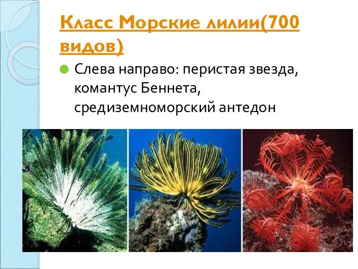 Класс Морские лилии(700 видов) Слева направо: перистая звезда, комантус Беннета, средиземноморский антедон