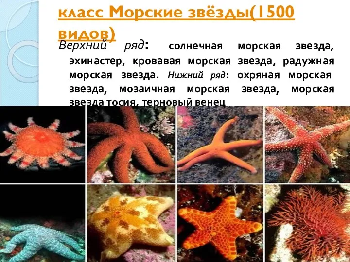 класс Морские звёзды(1500 видов) Верхний ряд: солнечная морская звезда, эхинастер,