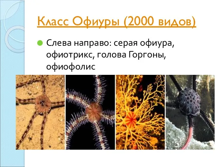 Класс Офиуры (2000 видов) Слева направо: серая офиура, офиотрикс, голова Горгоны, офиофолис