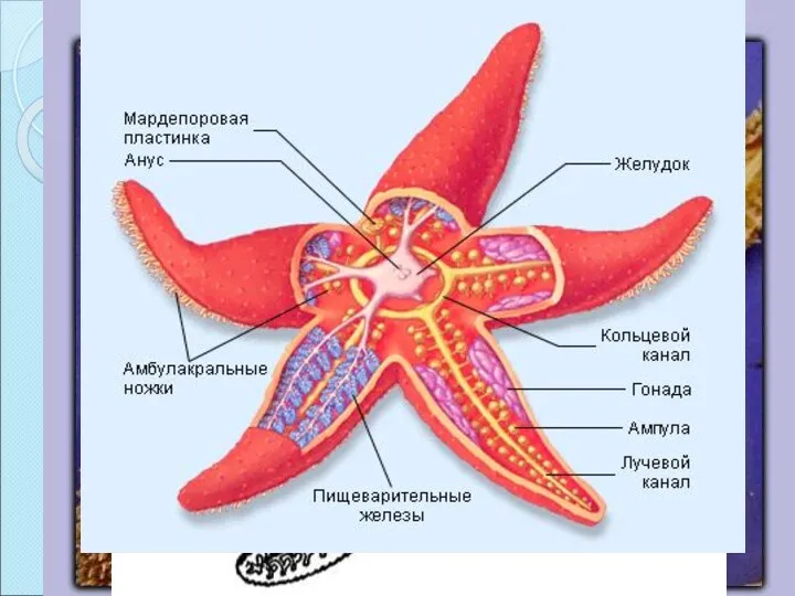 Внутреннее строение Наличие известкового скелета Амбулакральная система Амбулакральные ножки несут