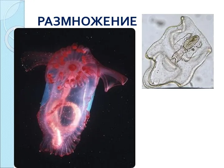 РАЗМНОЖЕНИЕ Раздельнополые Гермафродиты Половое Бесполое Забота о потомстве
