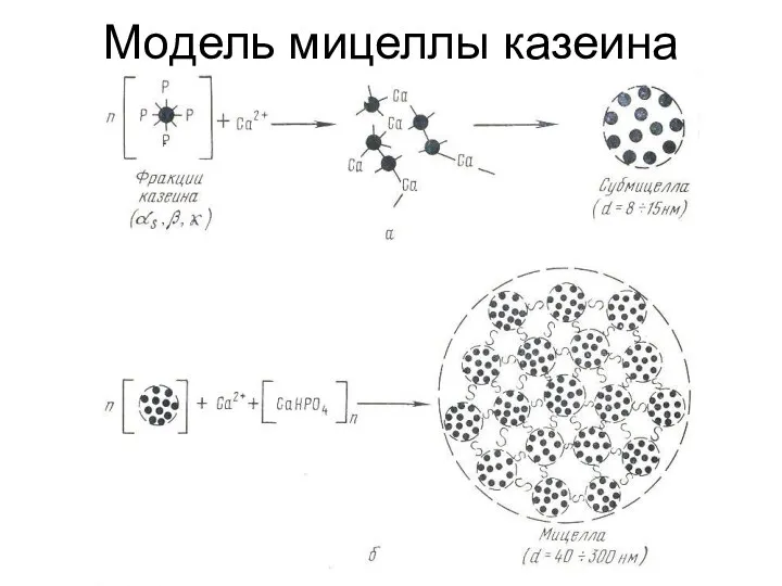 Модель мицеллы казеина