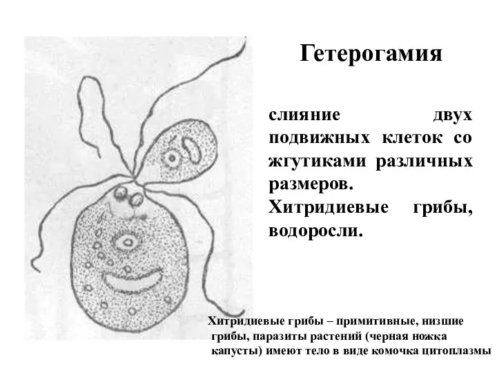 Гетерогамия слияние двух подвижных клеток со жгутиками различных размеров. Хитридиевые