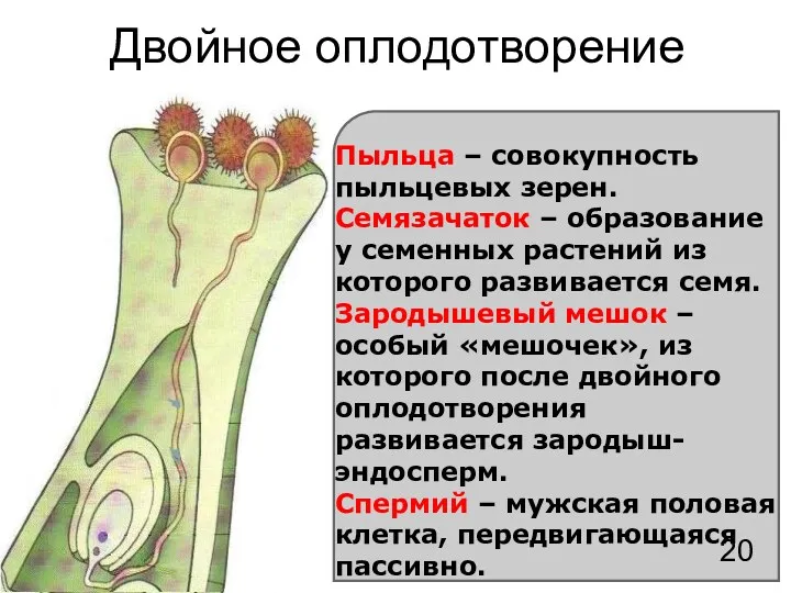 Двойное оплодотворение Пыльца – совокупность пыльцевых зерен. Семязачаток – образование