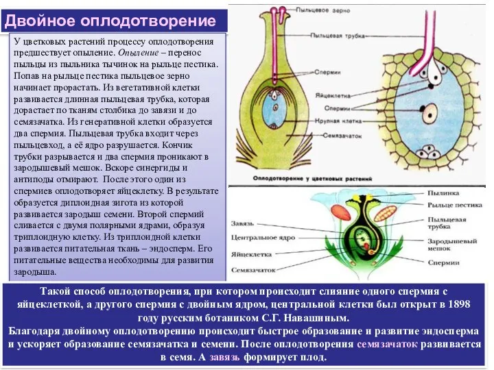 Двойное оплодотворение У цветковых растений процессу оплодотворения предшествует опыление. Опыление