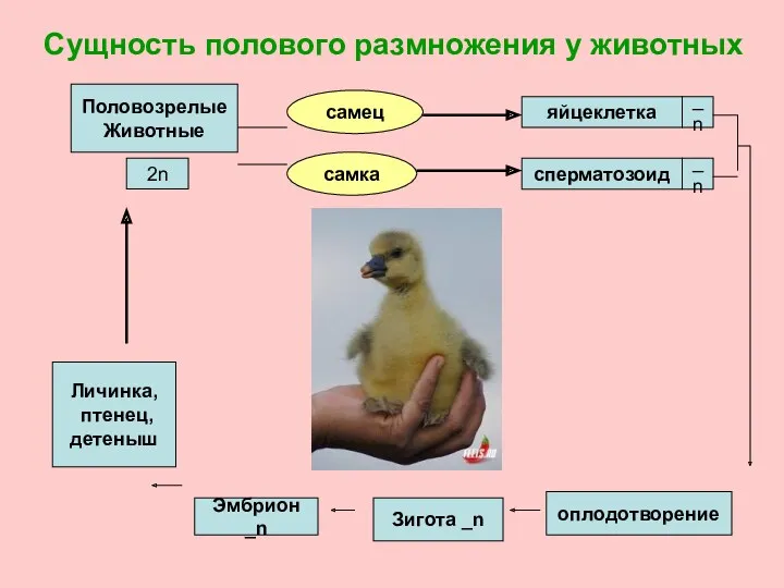 Сущность полового размножения у животных Половозрелые Животные самец самка 2n