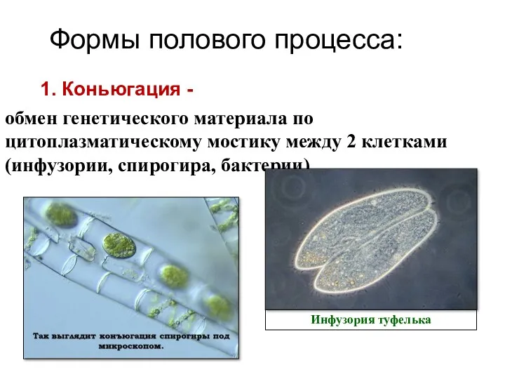 1. Коньюгация - обмен генетического материала по цитоплазматическому мостику между