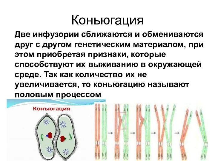 Коньюгация Две инфузории сближаются и обмениваются друг с другом генетическим материалом, при этом