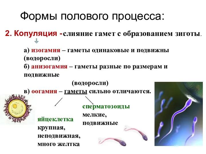 2. Копуляция - слияние гамет с образованием зиготы. Половое размножение Формы полового процесса: