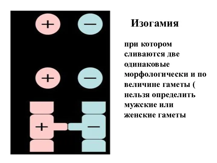 Изогамия при котором сливаются две одинаковые морфологически и по величине