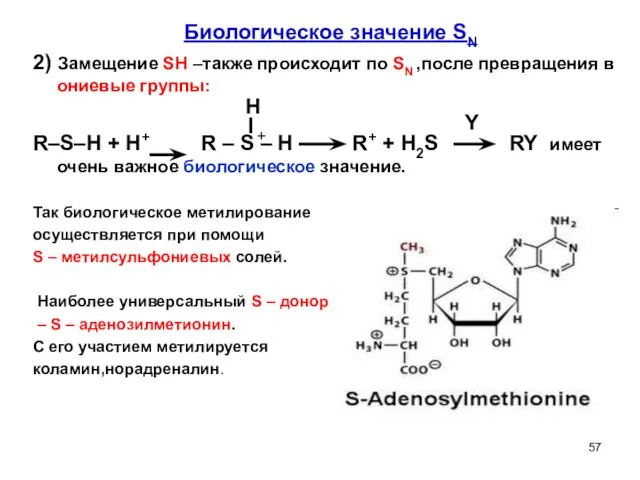 Биологическое значение SN 2) Замещение SH –также происходит по SN