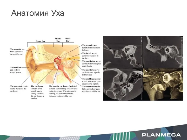 Анатомия Уха