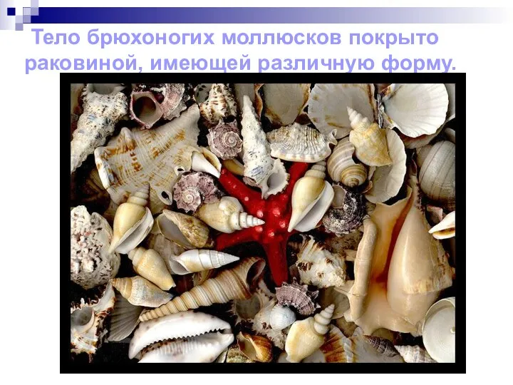 Тело брюхоногих моллюсков покрыто раковиной, имеющей различную форму.