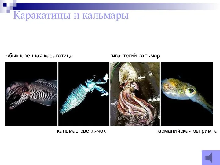 Каракатицы и кальмары обыкновенная каракатица кальмар-светлячок гигантский кальмар тасманийская эвпримна