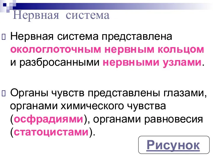 Нервная система представлена окологлоточным нервным кольцом и разбросанными нервными узлами.