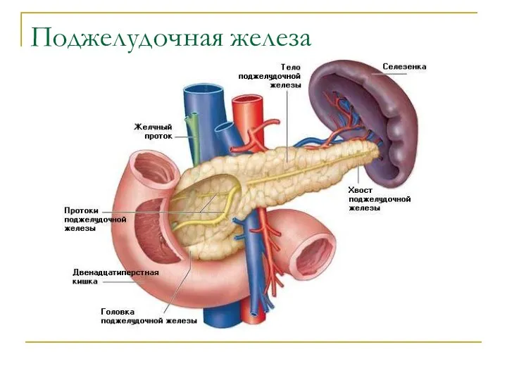 Поджелудочная железа