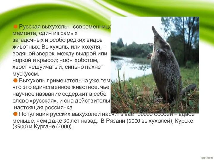 Русская выхухоль – современница мамонта, один из самых загадочных и особо редких видов