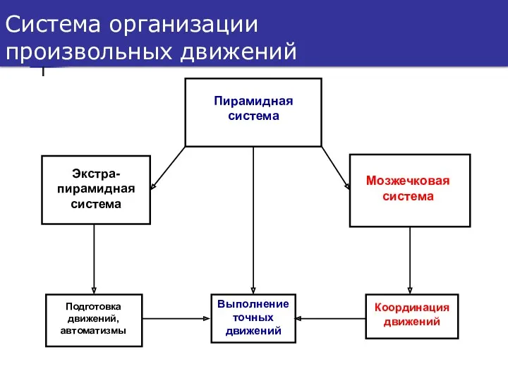 Система организации произвольных движений Пирамидная система Выполнение точных движений Экстра-