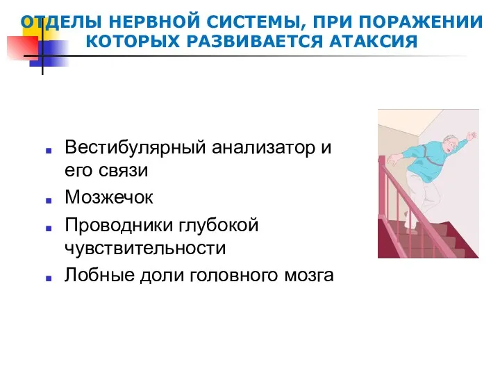 ОТДЕЛЫ НЕРВНОЙ СИСТЕМЫ, ПРИ ПОРАЖЕНИИ КОТОРЫХ РАЗВИВАЕТСЯ АТАКСИЯ Вестибулярный анализатор