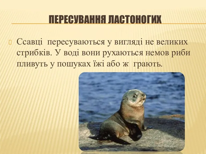 ПЕРЕСУВАННЯ ЛАСТОНОГИХ Ссавці пересуваються у вигляді не великих стрибків. У