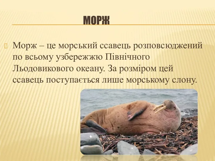 МОРЖ Морж – це морський ссавець розповсюджений по всьому узбережжю