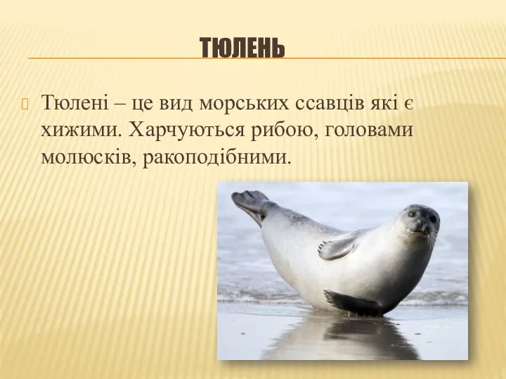 ТЮЛЕНЬ Тюлені – це вид морських ссавців які є хижими. Харчуються рибою, головами молюсків, ракоподібними.