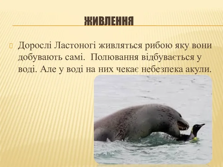 ЖИВЛЕННЯ Дорослі Ластоногі живляться рибою яку вони добувають самі. Полювання