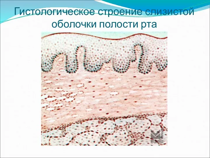 Гистологическое строение слизистой оболочки полости рта