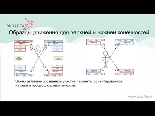 Образцы движения для верхней и нижней конечностей Важно активное осознанное