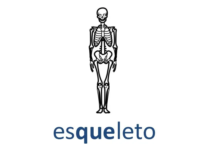 esqueleto