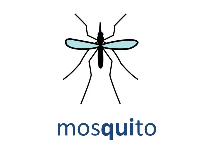 mosquito