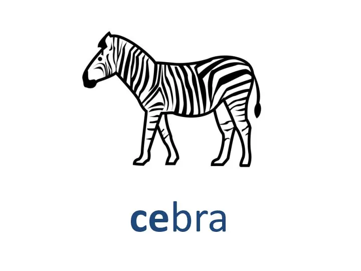 cebra