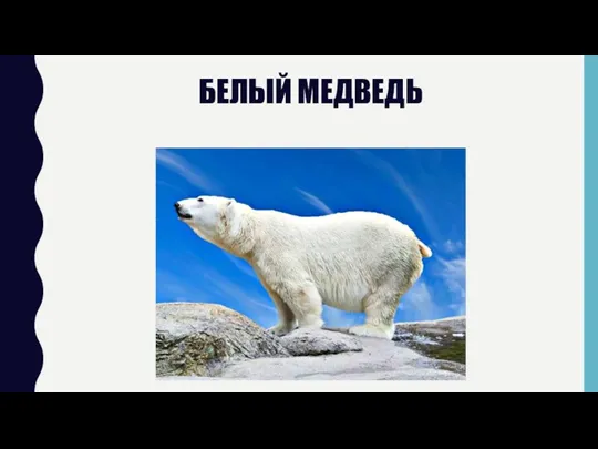 БЕЛЫЙ МЕДВЕДЬ