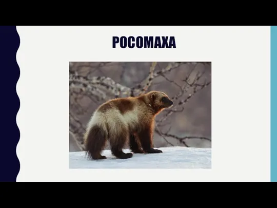 РОСОМАХА