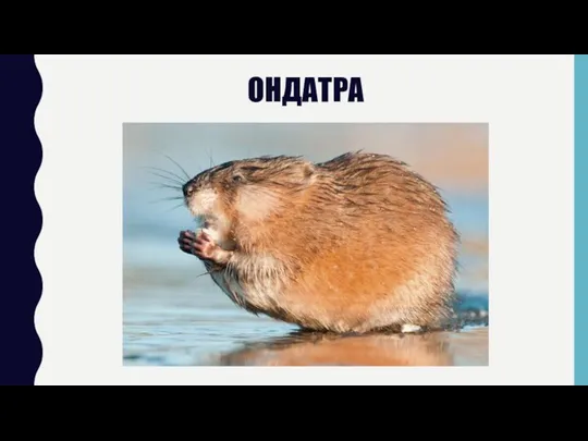 ОНДАТРА