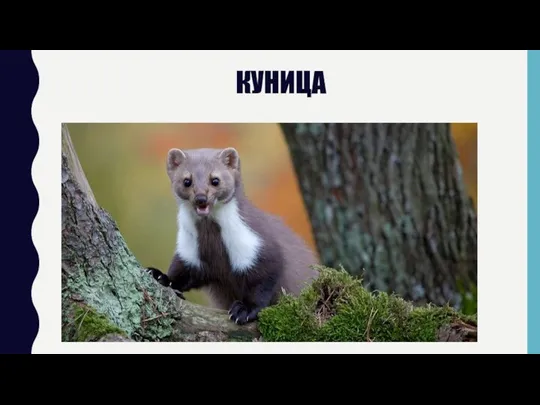 КУНИЦА