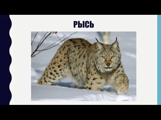 РЫСЬ