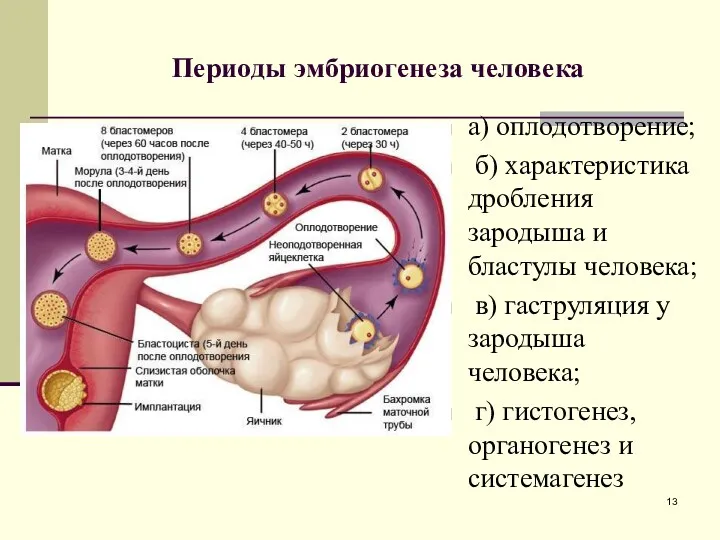 Периоды эмбриогенеза человека а) оплодотворение; б) характеристика дробления зародыша и