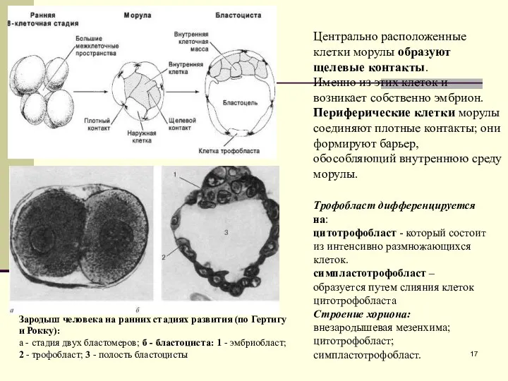 Трофобласт дифференцируется на: цитотрофобласт - который состоит из интенсивно размножающихся