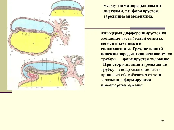 между тремя зародышевыми листками, т.е. формируется зародышевая мезенхима. Мезодерма дифференцируется