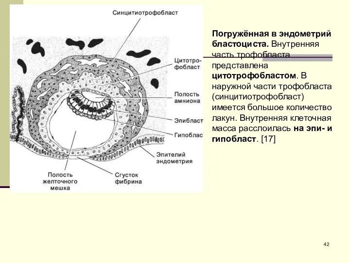 Погружённая в эндометрий бластоциста. Внутренняя часть трофобласта представлена цитотрофобластом. В