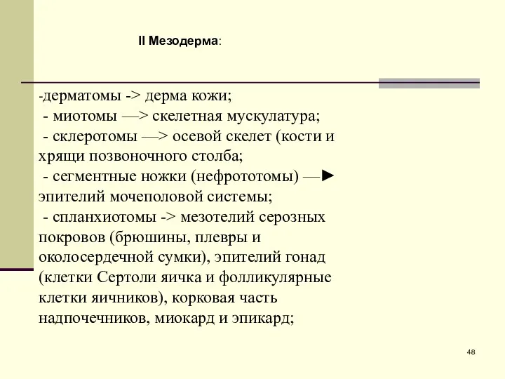 II Мезодерма: -дерматомы -> дерма кожи; - миотомы —> скелетная