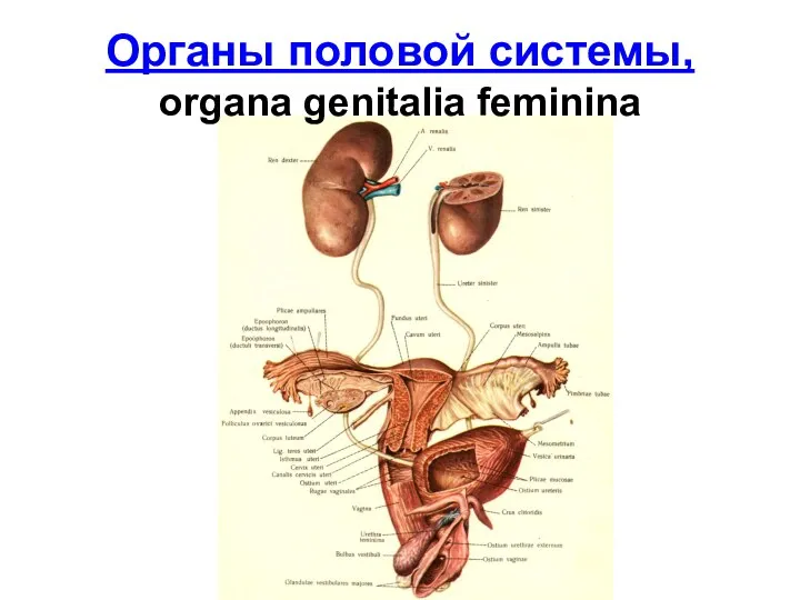 Органы половой системы у мужчин и женщин