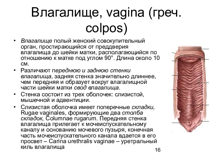 Влагалище, vagina (греч. colpos) Влагалище полый женский совокупительный орган, простирающийся
