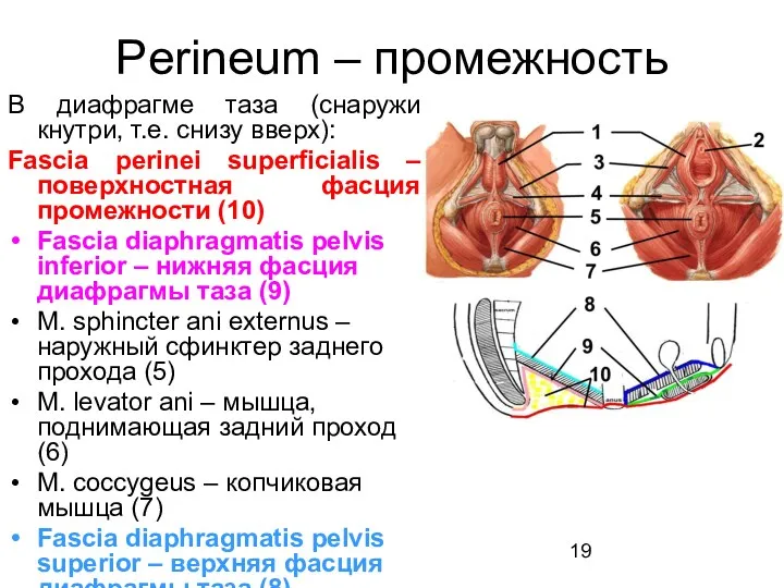 Perineum – промежность В диафрагме таза (снаружи кнутри, т.е. снизу